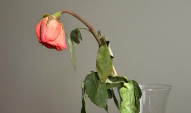 مردن لە ڕوانگەی قورئان و زانتسدا