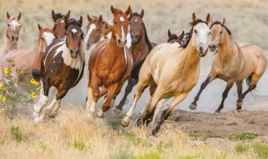 دەستپێشخەرییەکی قورئان لەسەر هەڵسوکەوتی ئاژەڵ