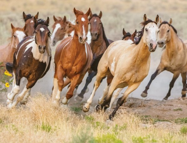 دەستپێشخەرییەکی قورئان لەسەر هەڵسوکەوتی ئاژەڵ