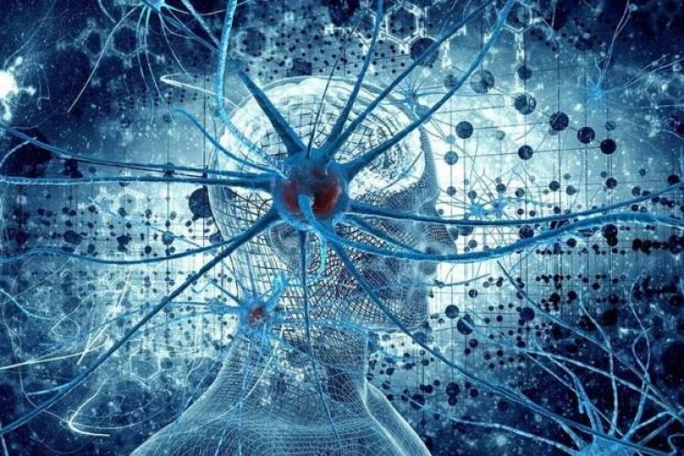 The perfect Design of Nervous System Part 5