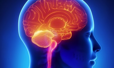 نهێنی خۆڕێكخستنه‌وه‌ی مێشکی مرۆڤ