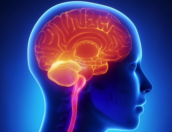 نهێنی خۆڕێكخستنه‌وه‌ی مێشکی مرۆڤ